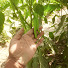 1T-IvDX2XeM-channel-avatar-only agriculture information