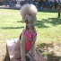 c3oFwjkw5VE-channel-avatar-★Service dog Honey★
