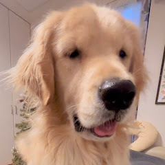 ゴールデンレトリバーのエル