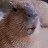 @CapybarasArCool