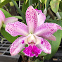 Himalayan Orchid Garden