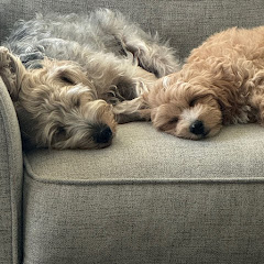 Teddy and Timber! channel thumbnail