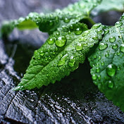 SleepySounds Rain on Leaves