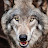 @Wolf_1410