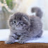 0rdRy7dmSgg-channel-avatar-おばあちゃんの仔猫