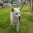 @realstar-Jindodog