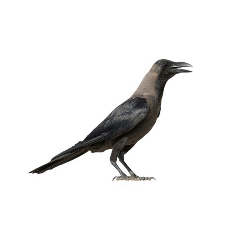 Crow Vs. IShowSpeed