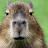 @CapybaraGaming124
