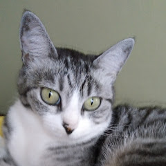 ちずちゃんのお散歩日記