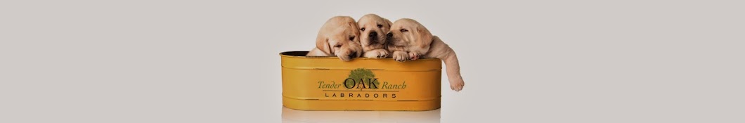Tender Oak Ranch Labradors YouTube 频道头像