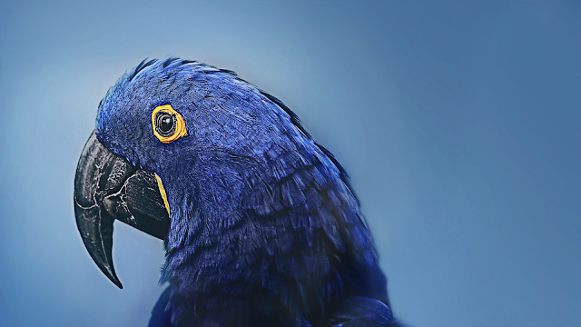 Watch Animal Planet online |  TV (Free Trial)