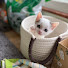 sTv0Ihw7QQk-channel-avatar-保護猫サラちゃんと田舎暮らし | Country Life with Sarah