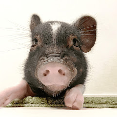 ぶひまる No Pig No Life