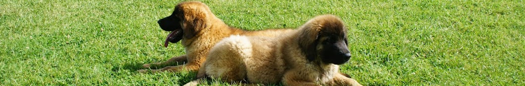 Leonberger Leon CRIZLY Avatar del canal de YouTube
