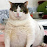 SnPmBCIParY-channel-avatar-Chonky Cat 9000