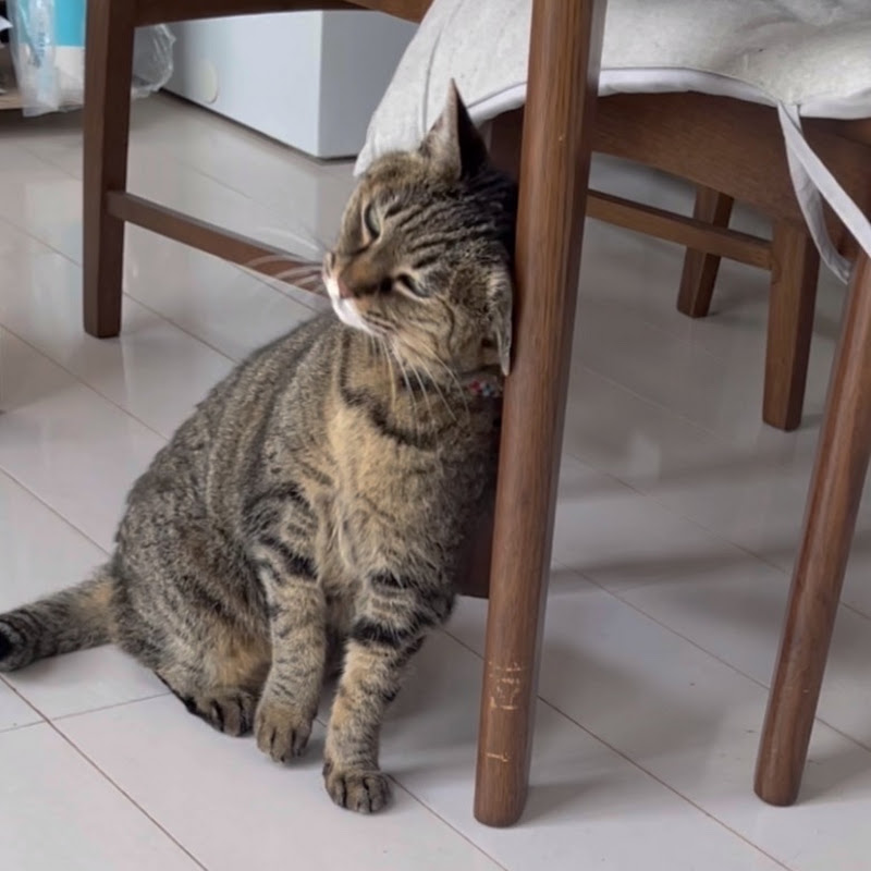 へっぽこカズちゃんねる