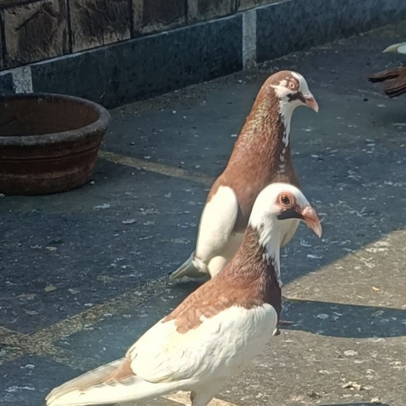 Hire arman pathan 360 — Pets & Animals YouTube creator for sponsorships