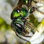 Bee Ecology, Evolution and Conservation YouTube Profile Photo