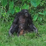 BxbtTCFbEhY-channel-avatar-The Bonobo Channel
