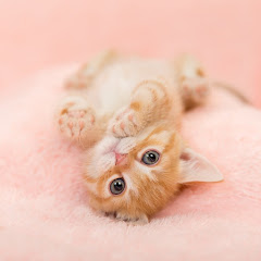 れ初めサプライズ