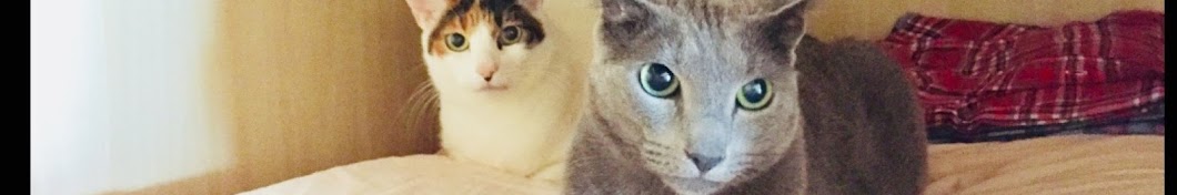 cat cheshie YouTube kanalı avatarı