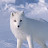 @Wolf_Spark's avatar