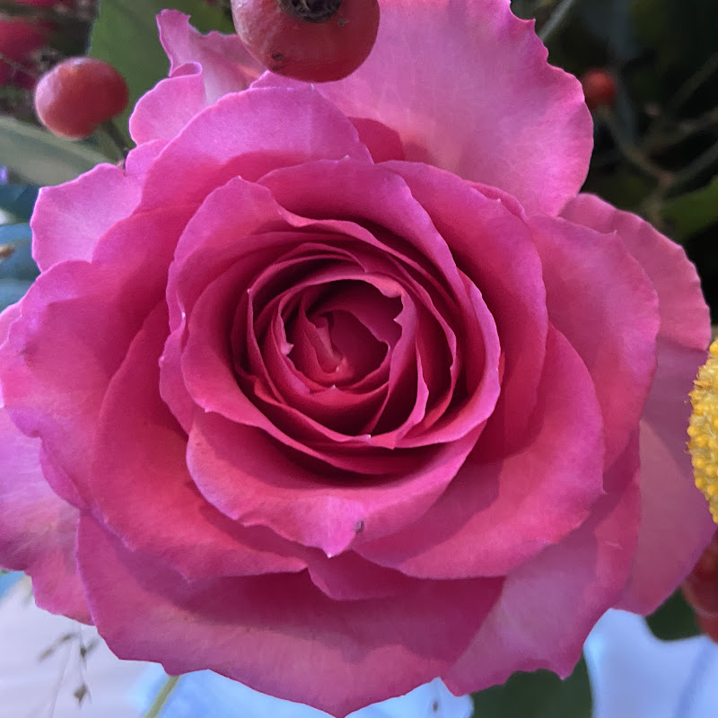 NeustartTräumeTarot 