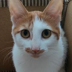 む