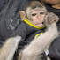 l2LuXUAThlA-channel-avatar-Monkey Gou Dan