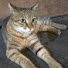 Z_auugCOGdE-channel-avatar-Chung , Chih-Hsien 