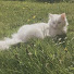 xlazViMeQvI-channel-avatar-Naomeow