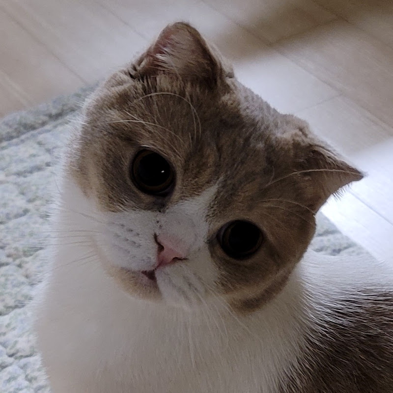 귀여운 고양이 테룽