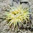 MgKjgWWZ5dM-channel-avatar-Anemone