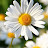 Its daisy World