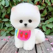 Feeding Teacup Puppy