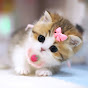 Meow Moments Avatar