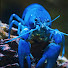 dEQZxJL2KIU-channel-avatar-Crustaceans Australia