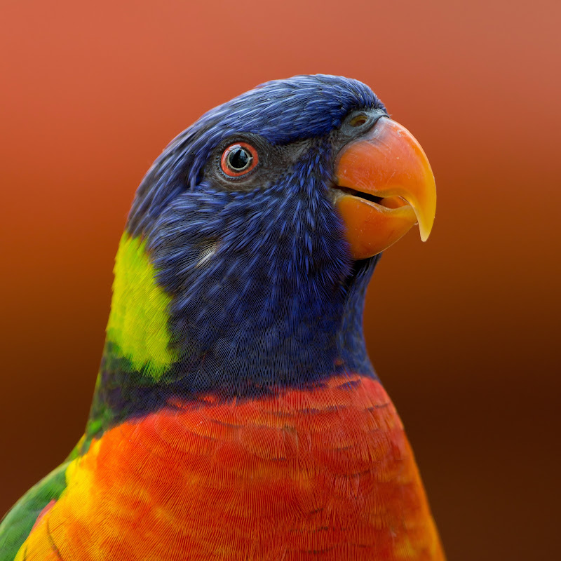 عصافير الزينة Budgies Tips