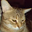 @Thomas_2_cats