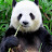 @PandaPeople2009