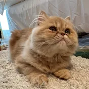 ちゃぴこ🐱