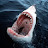 @greatwhitesharkyoutube4686