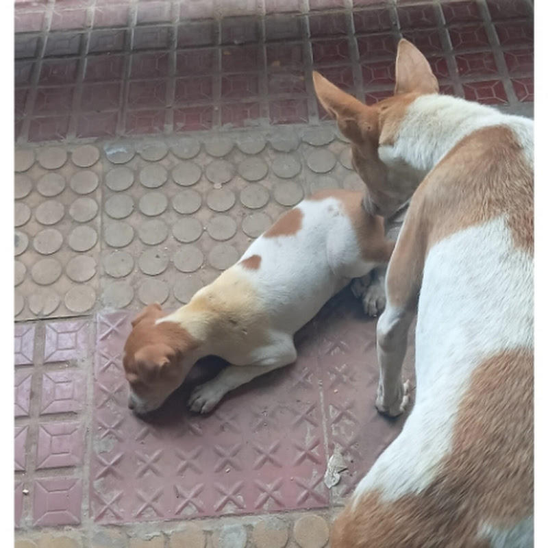 Hire Aghari Chinara — Meditation & Mindfulness YouTube creator for sponsorships