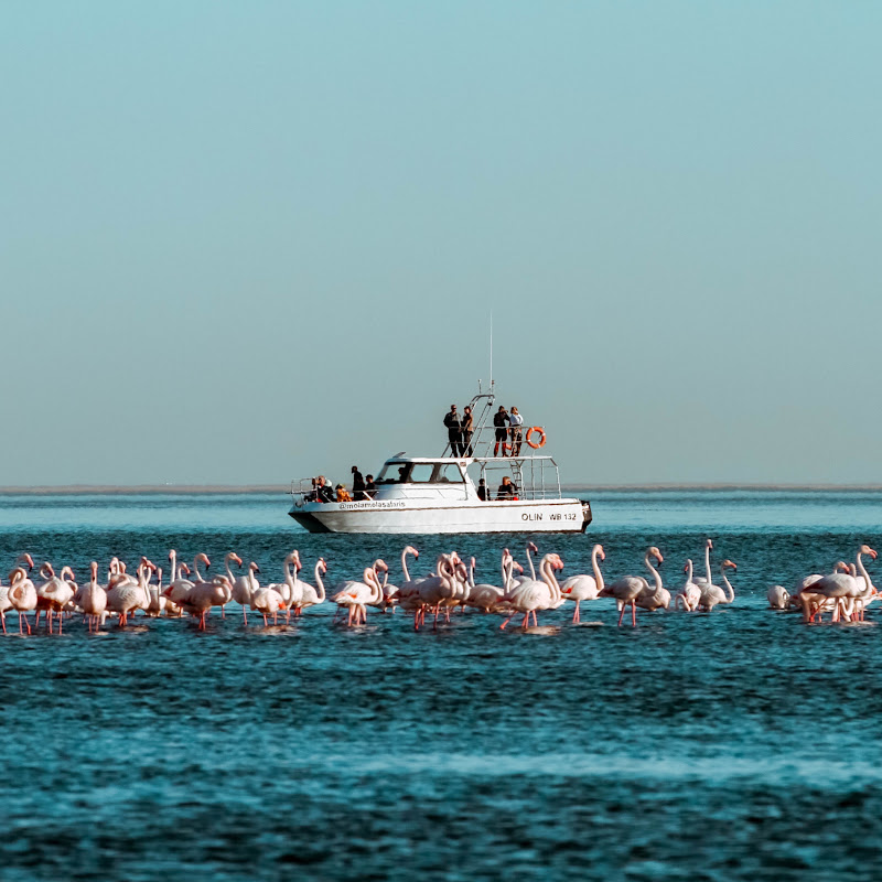 Mola Mola Safaris