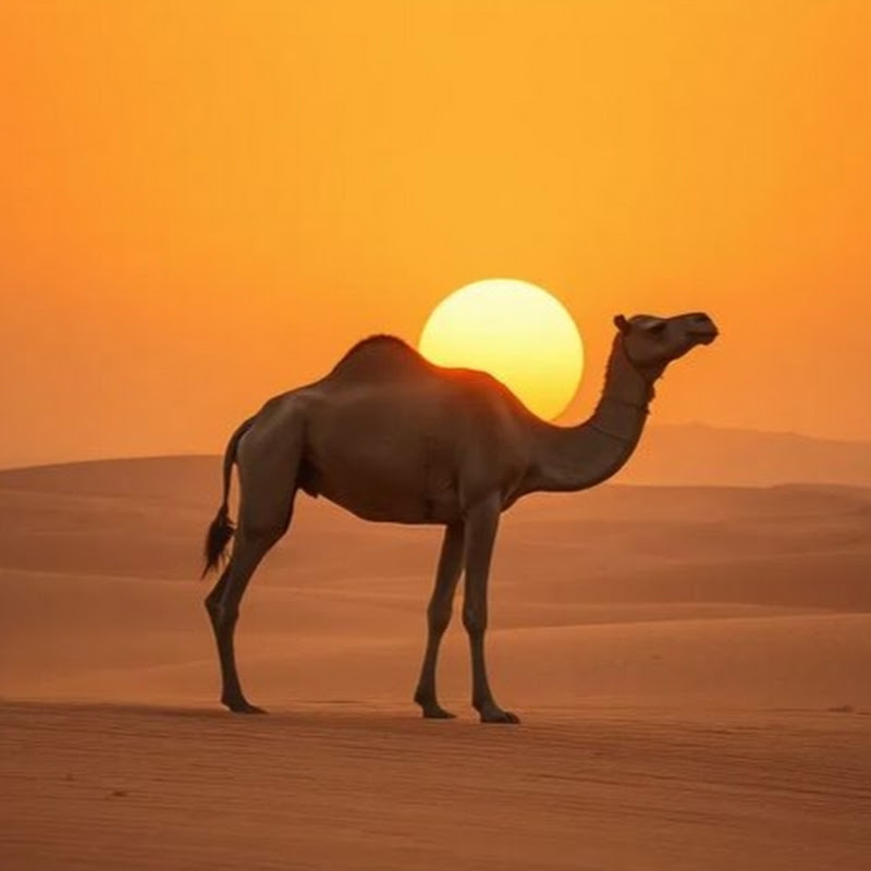 Pure Animals World