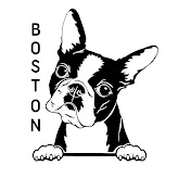 Boston Terrier Show