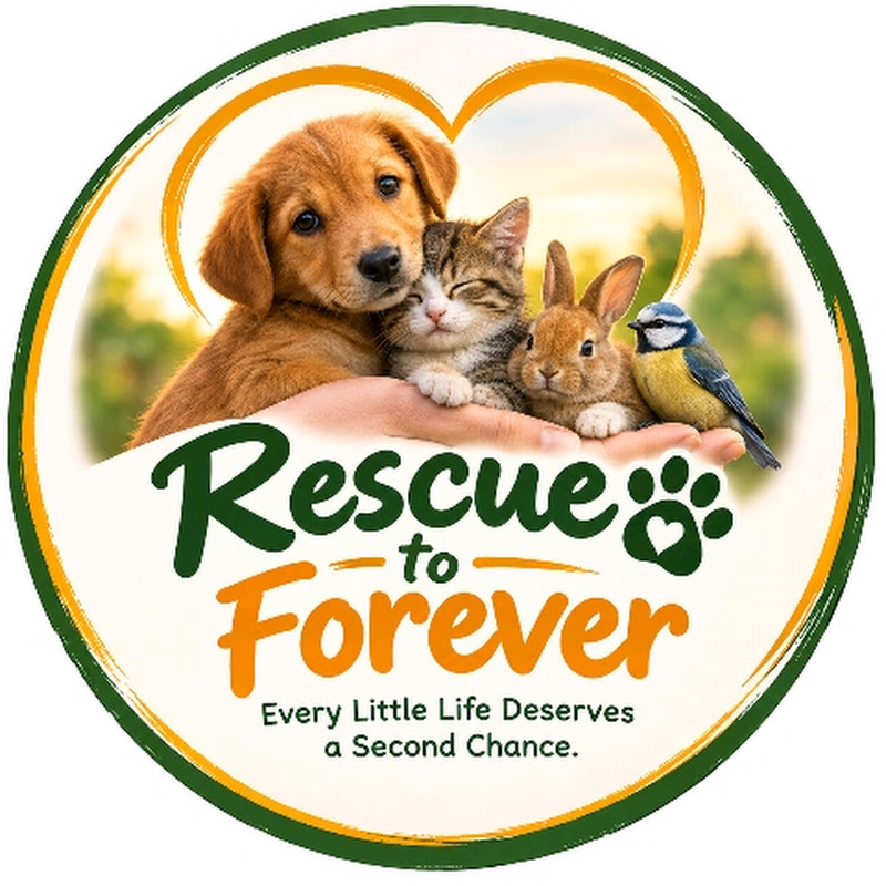 Rescue to forever 