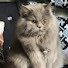 VoJZjKQCpcs-channel-avatar-Sabina's Content