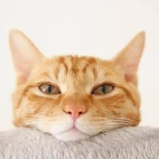 猫の芸能雑学好き-猫雑-