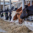 oIQJqJXIgzQ-channel-avatar-JOY FARM LANET